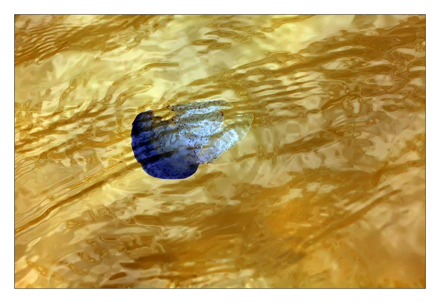 Медуза. Фото: Андрей Нарчук