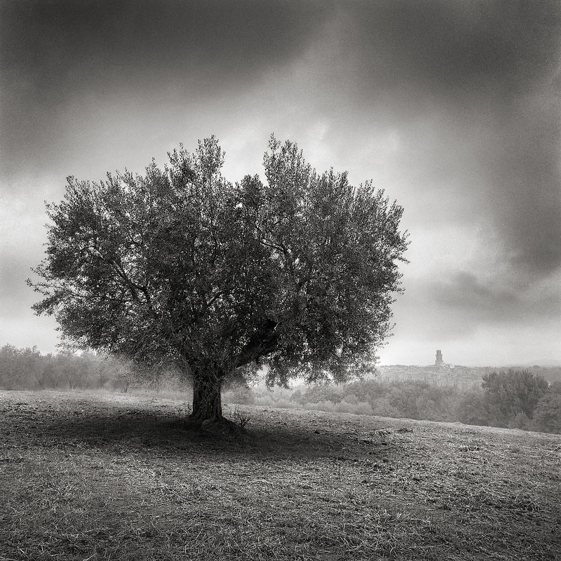 Черно-белые пейзажи Алексея Красникова, A Tree Not Far From Pitigliano