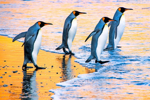 дэвид шульц, Антарктика фото, фото королевских пингвинов