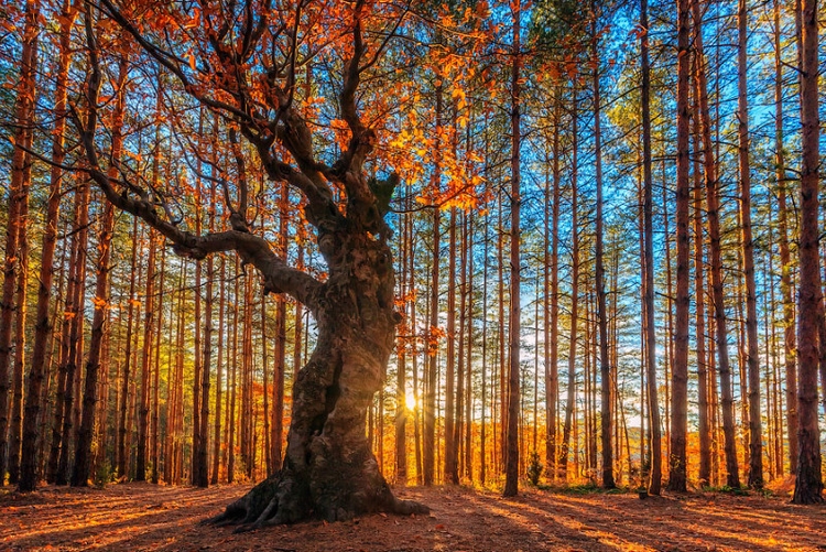 Осенние пейзажи фото золотой осени