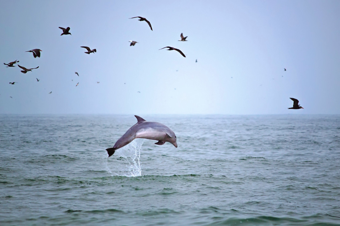 Море с дельфинами и чайками