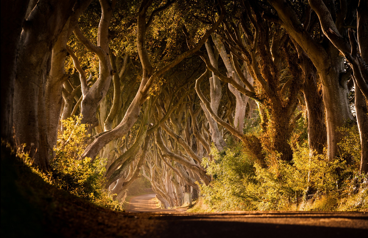 Пять священных деревьев Ирландии