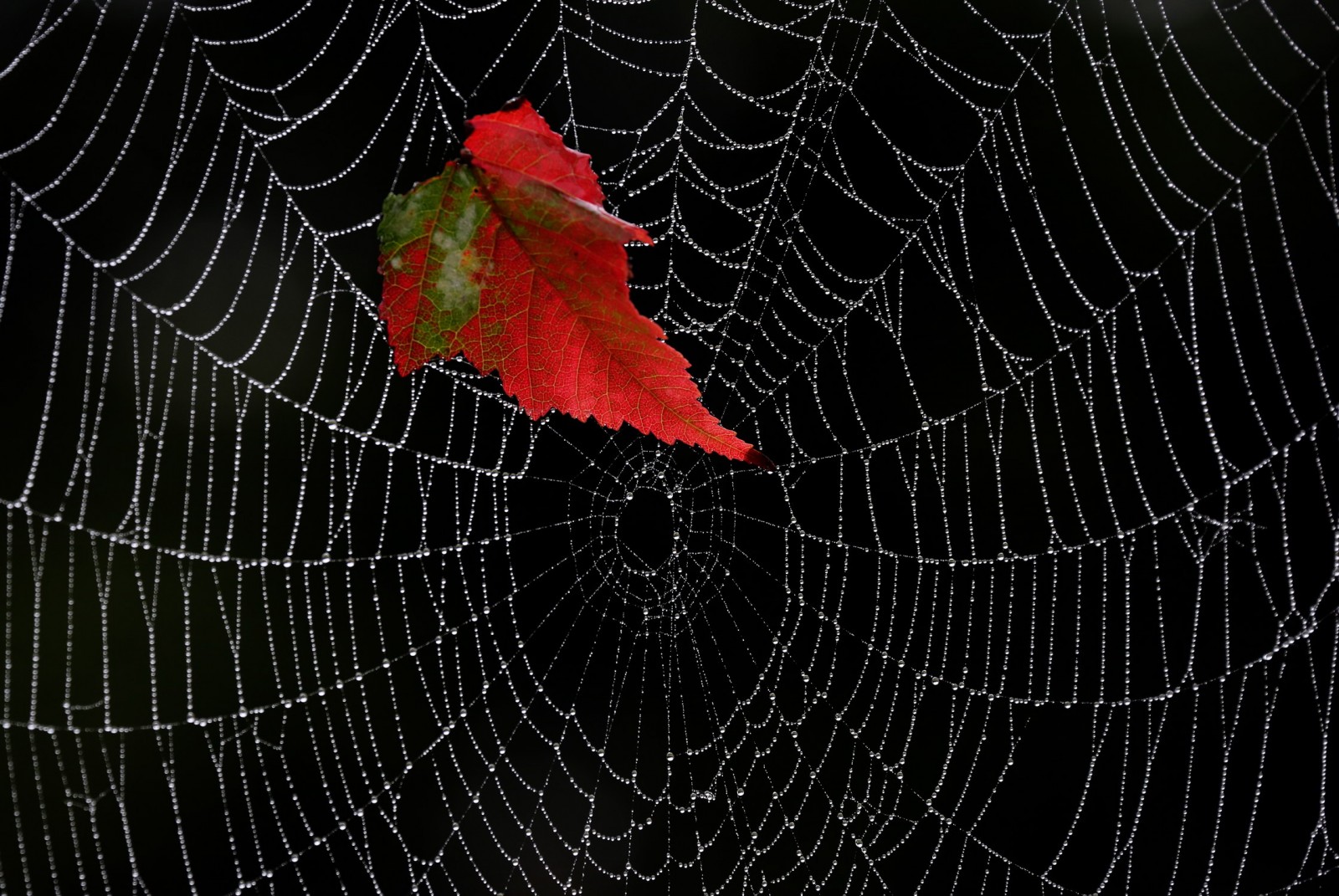 Осенний листок на паутине