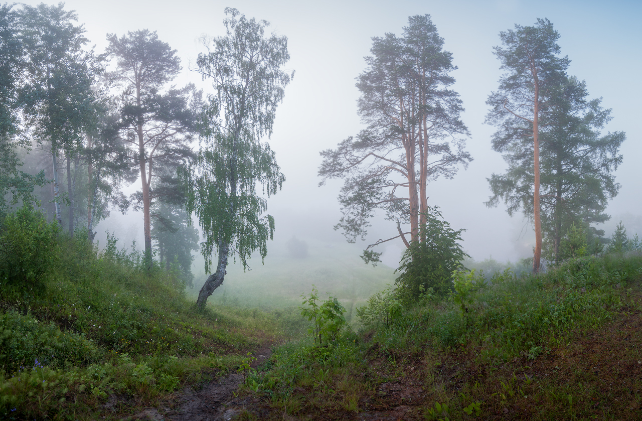 Лес архангельск фото