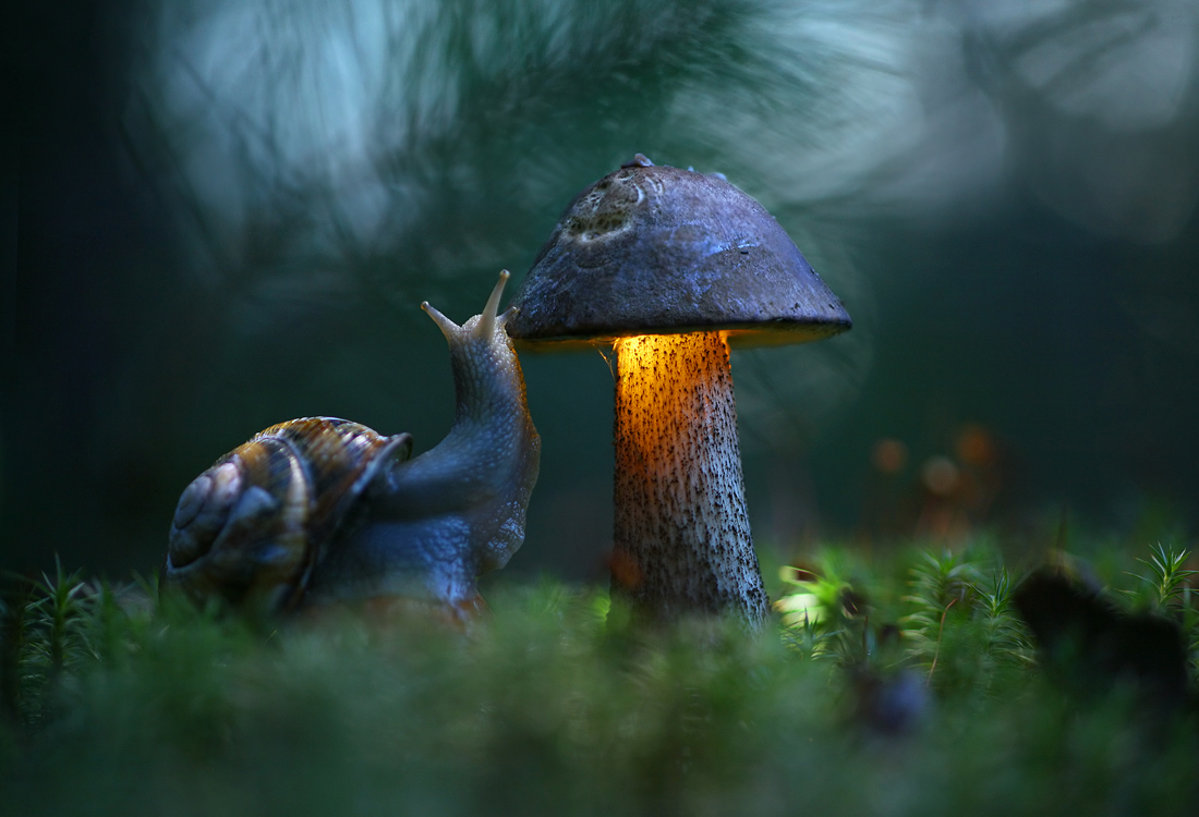 Фотограф Вадим Трунов грибы