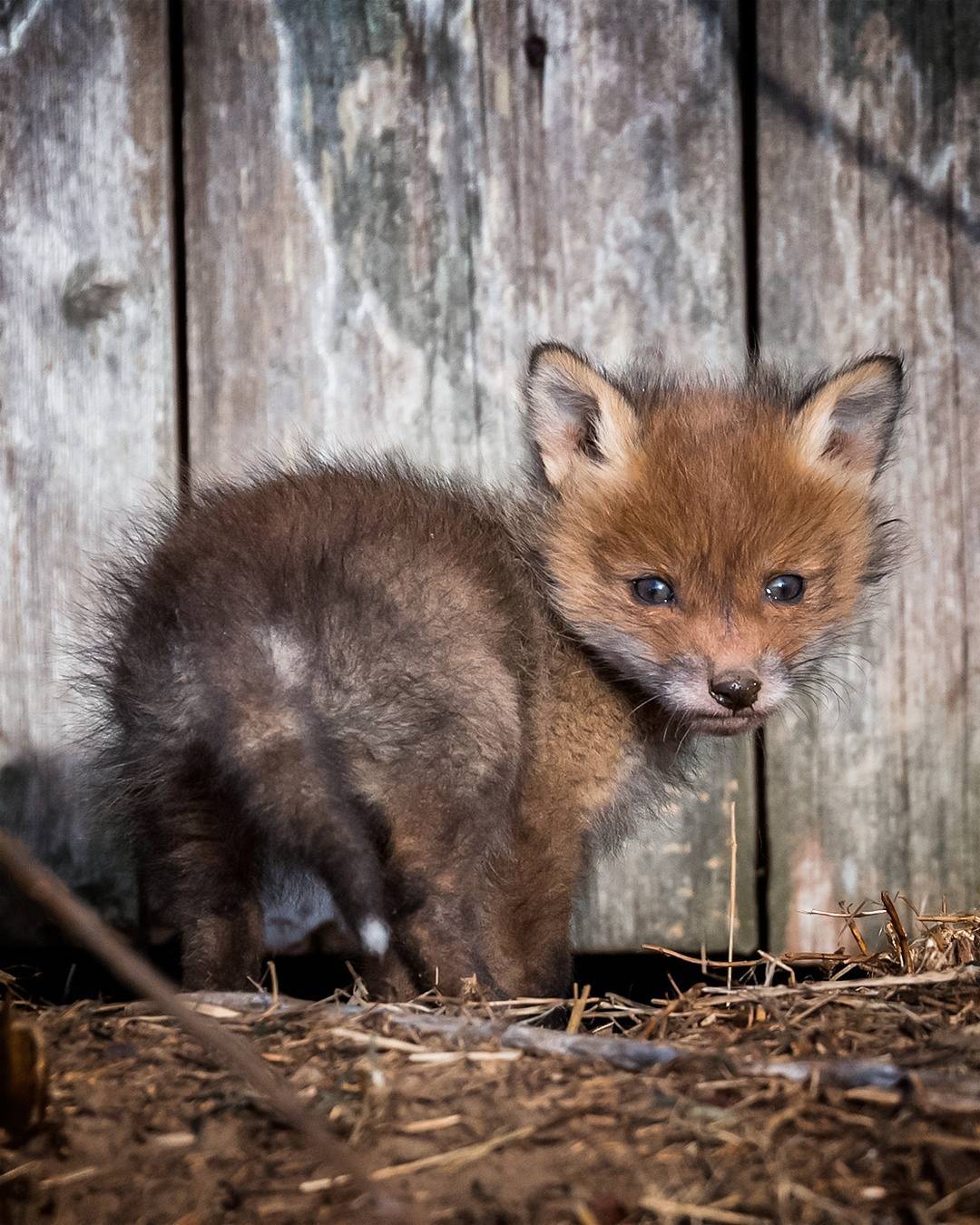 Those are foxes. Финский фотограф Осси Сааринен. Маленький Лисенок. Бедные лисы. Бедный Лисенок.