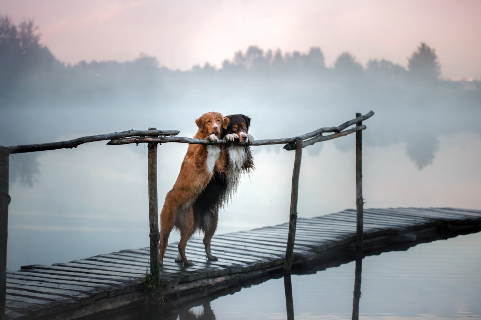 Собака и ее душа. Собака на природе. Утро животные. Одиночество животных.