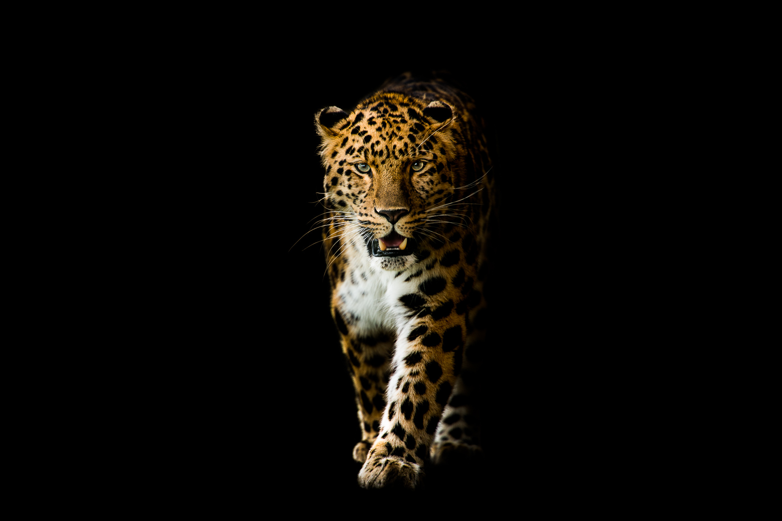 Леопард на черном фотоне