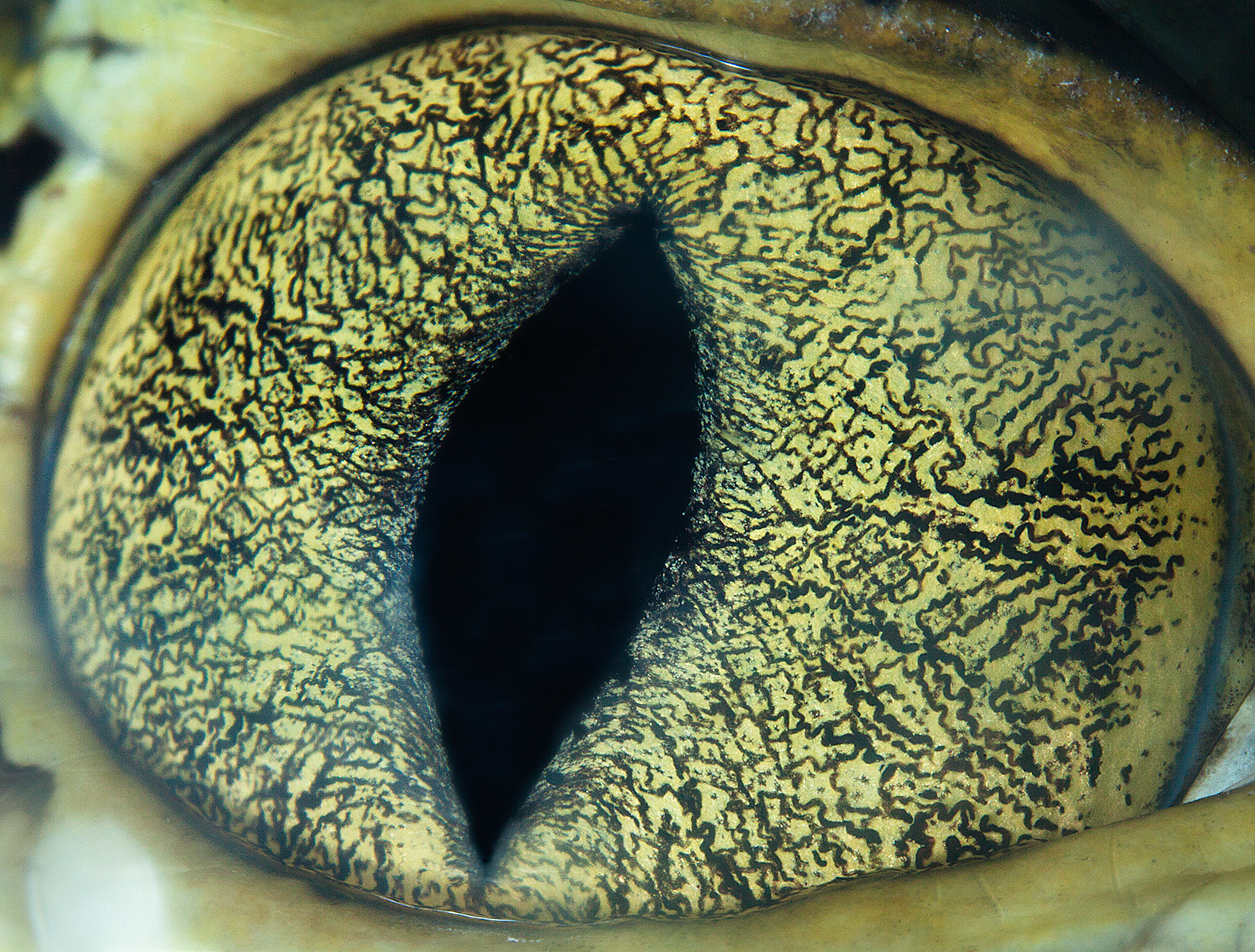 Глаз под микроскопом фото высокого разрешения