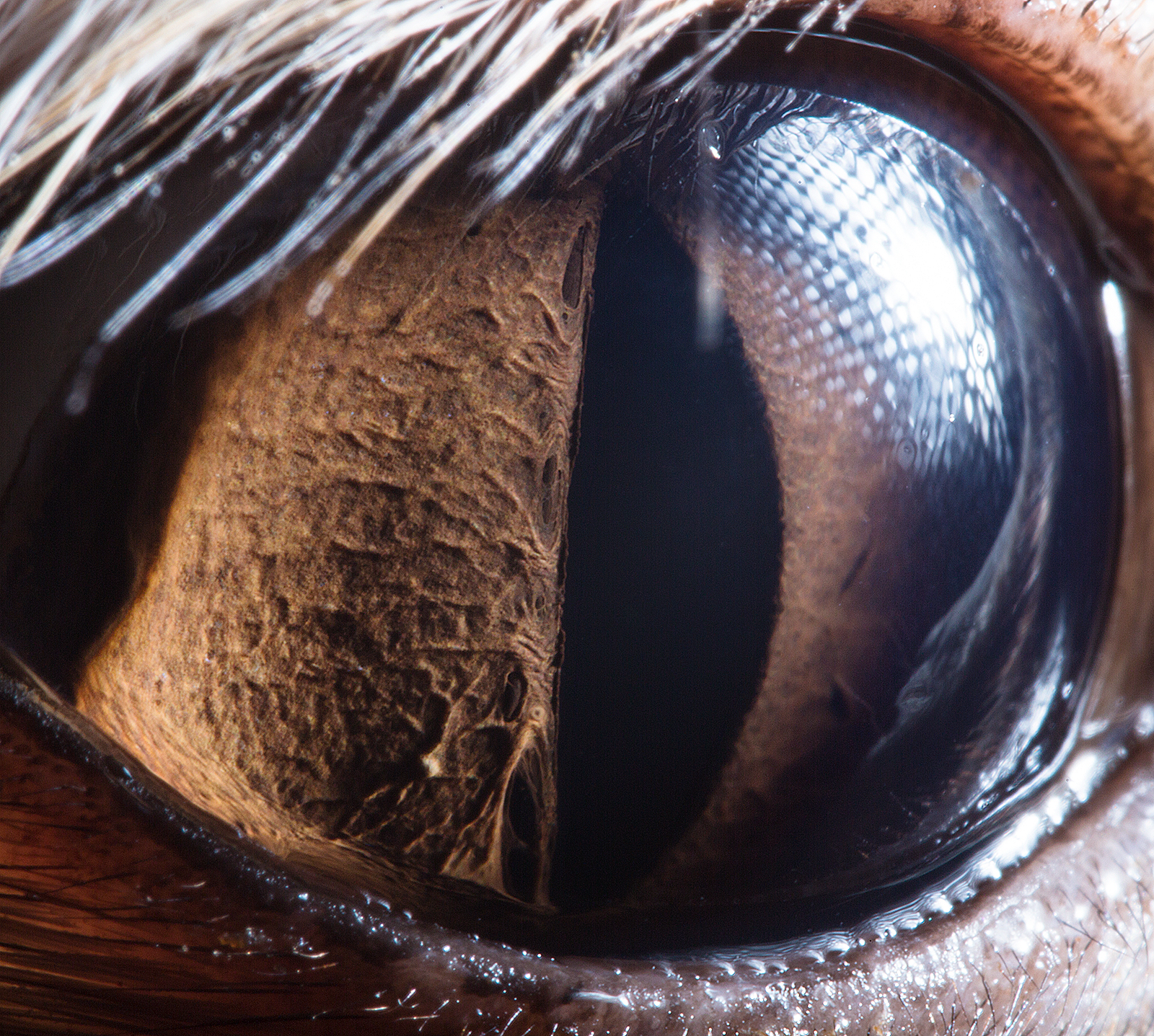 У кого квадратные зрачки. Сурен Манвелян глаза. Сурен Манвелян глаза человека. Макросъемка глаза животных. Необычные глаза животных.