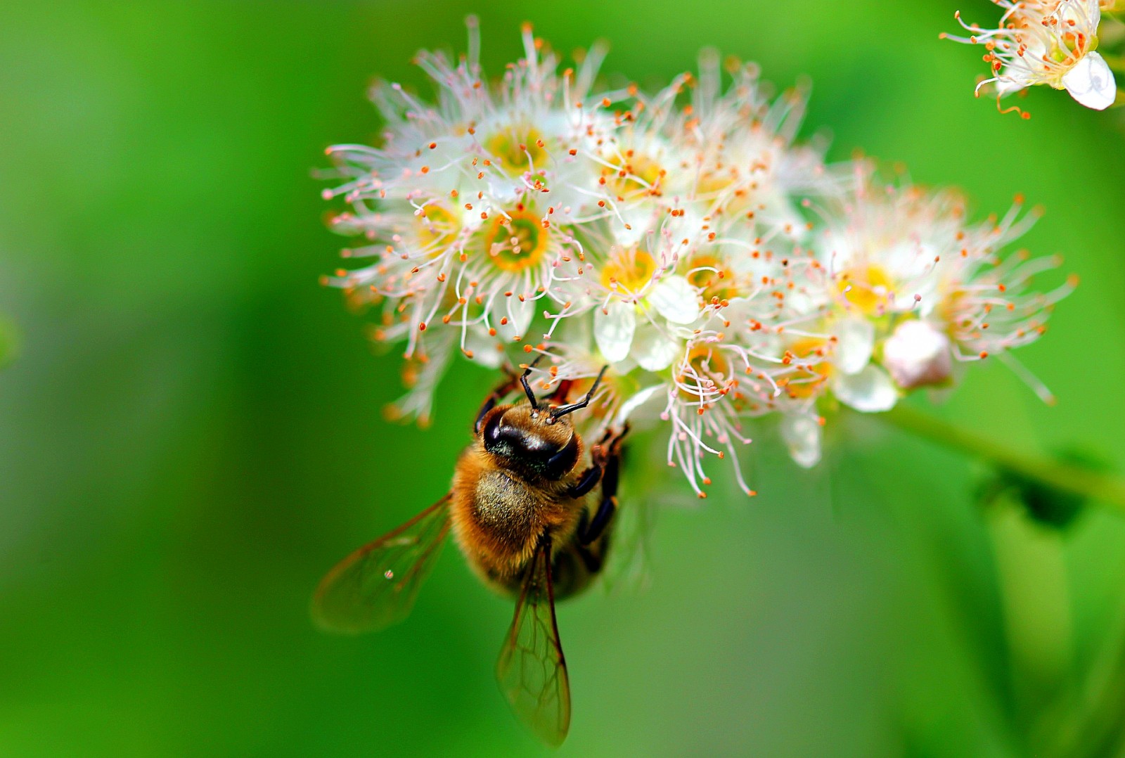 пчела в полете фото