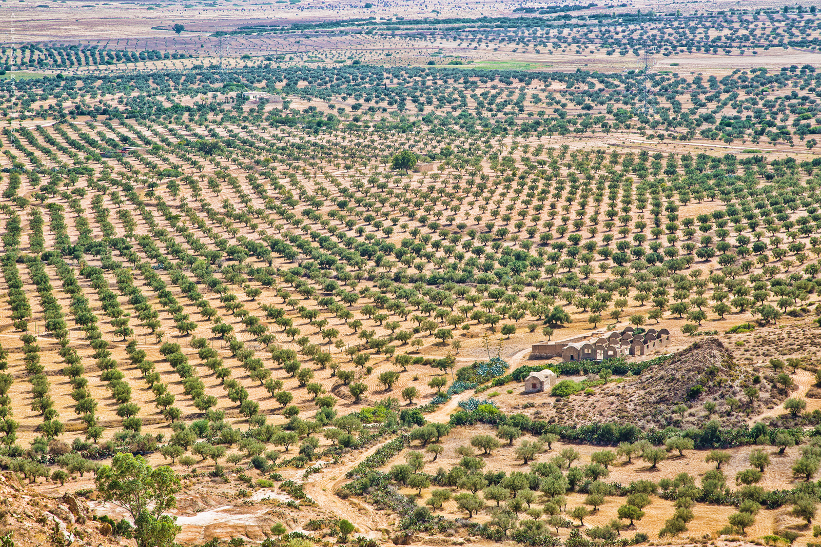 Тунис сельское хозяйство
