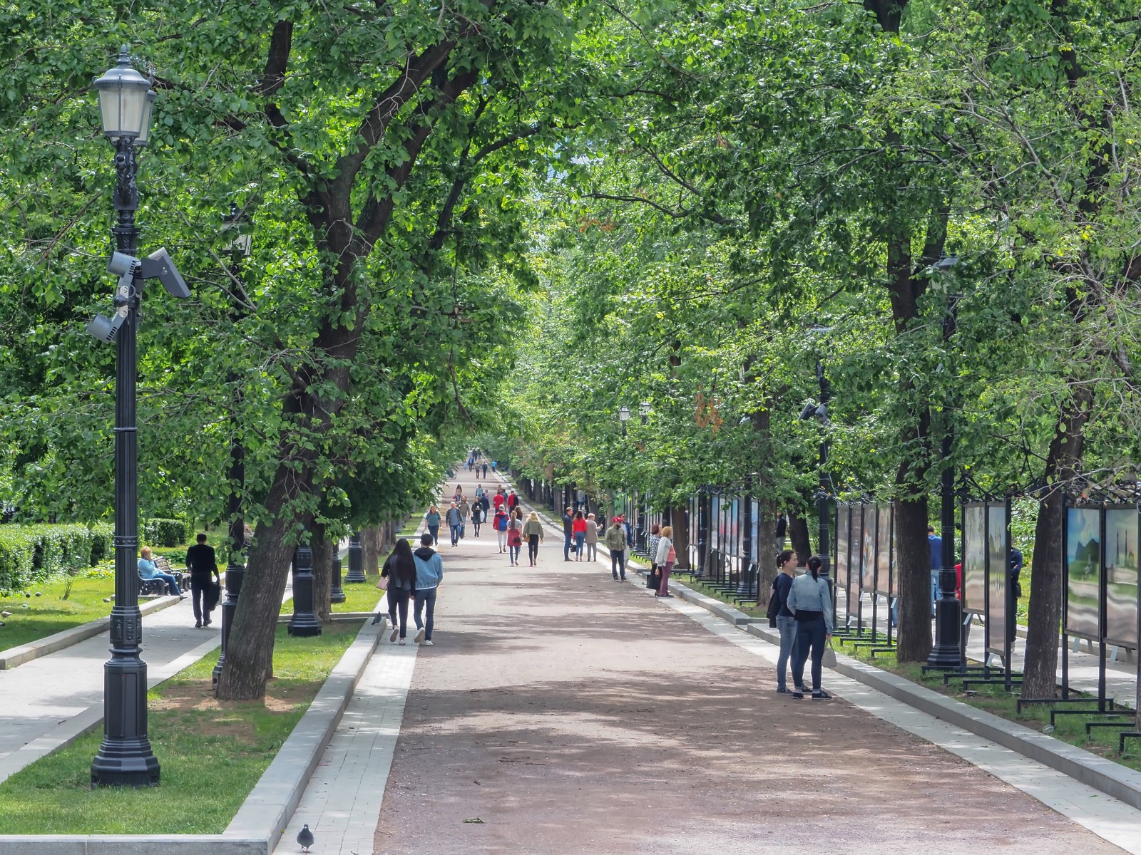 Тверской бульвар москва метро. Дуб на Тверском бульваре. Дуб Пушкина на Тверском бульваре.