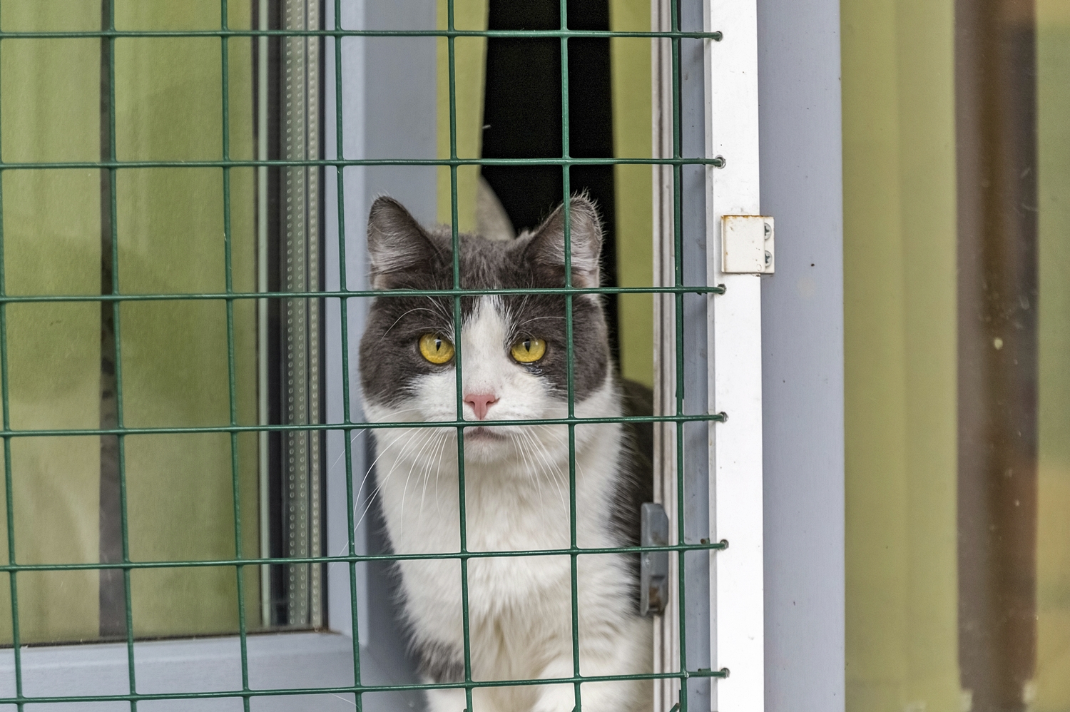 Кот за решеткой картинки